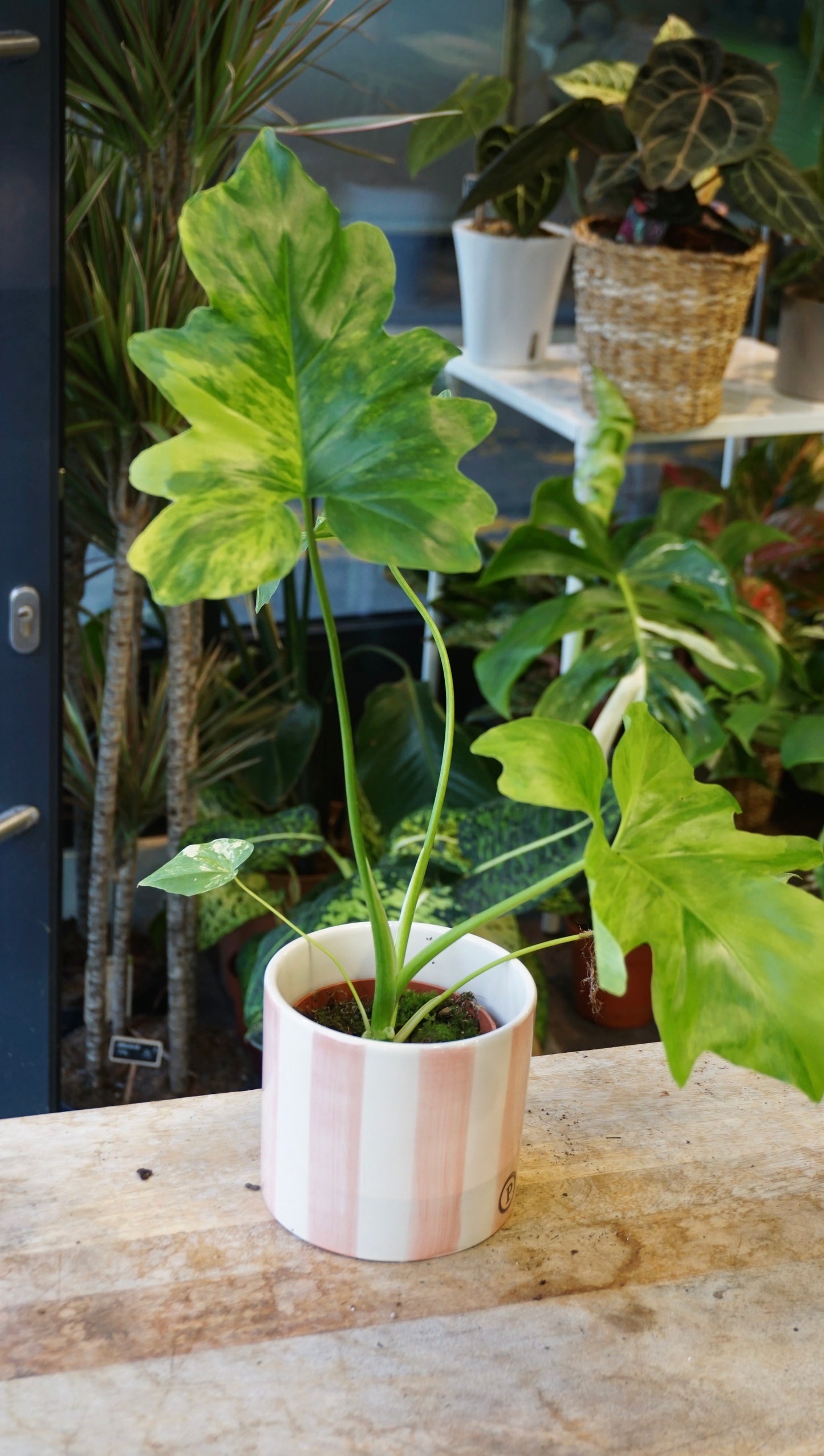 Philodendron Thaumatophyllum Variegata