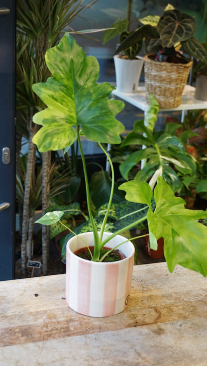 Philodendron Thaumatophyllum Variegata