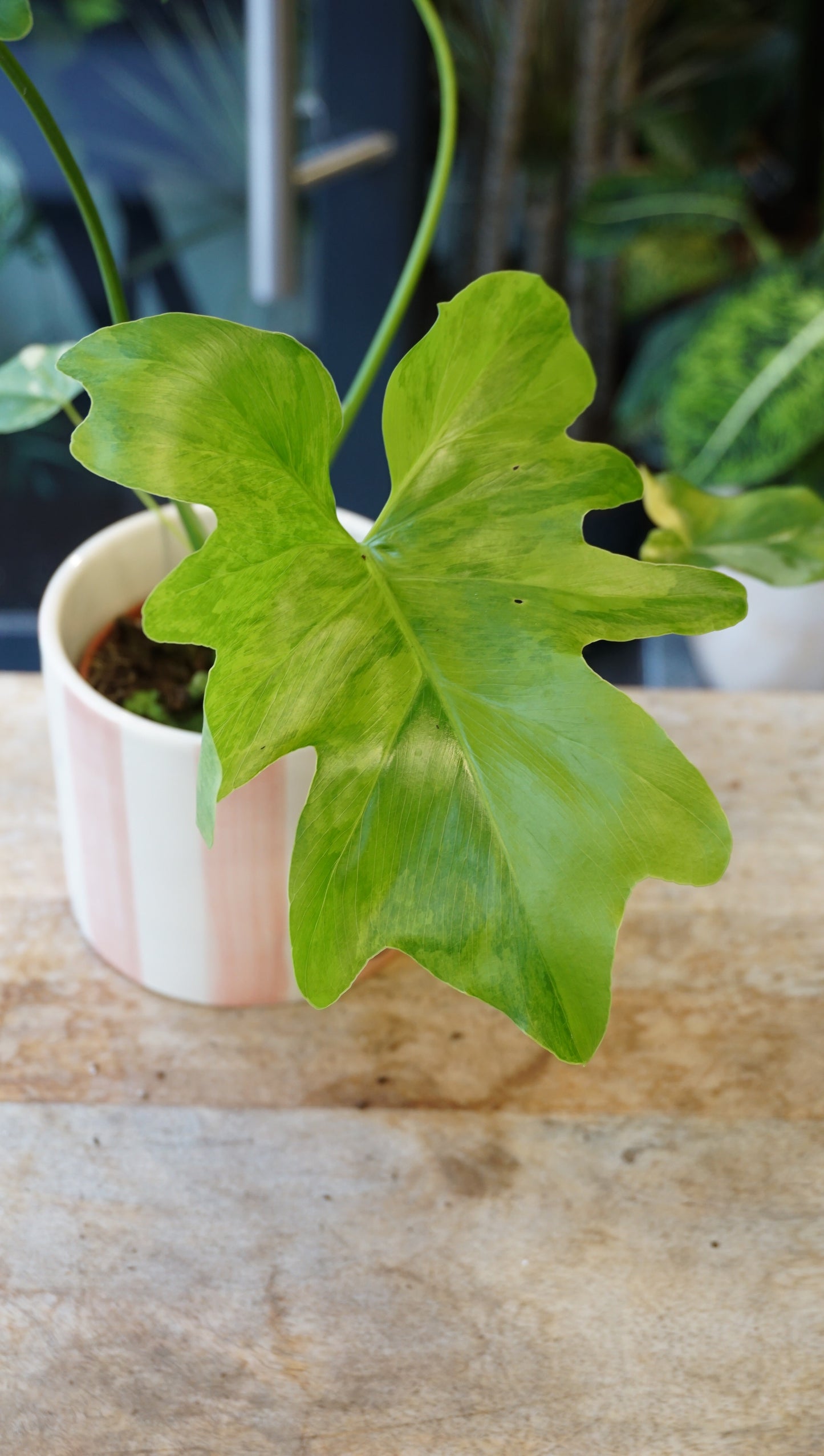 Philodendron Thaumatophyllum Variegata