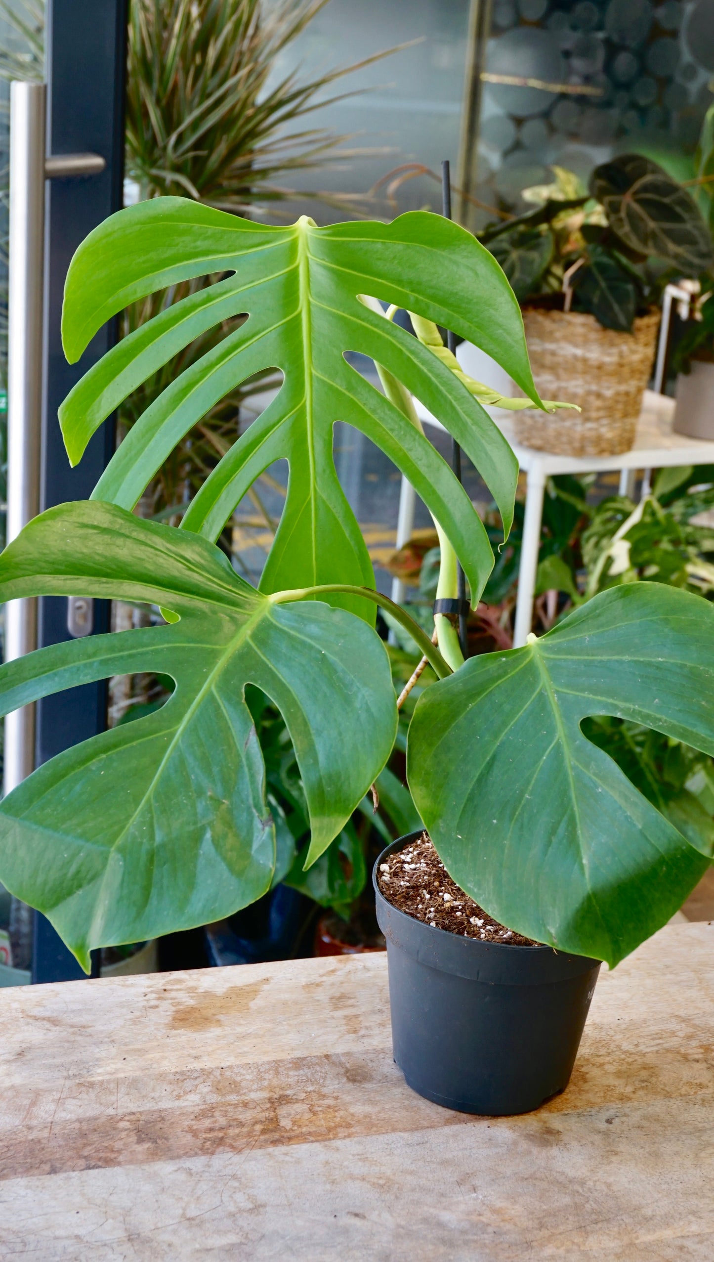 Monstera Sierrana Mexican Form studio plantes rares jungle jardinerie strasbourg rare plant shop online pflanzen
