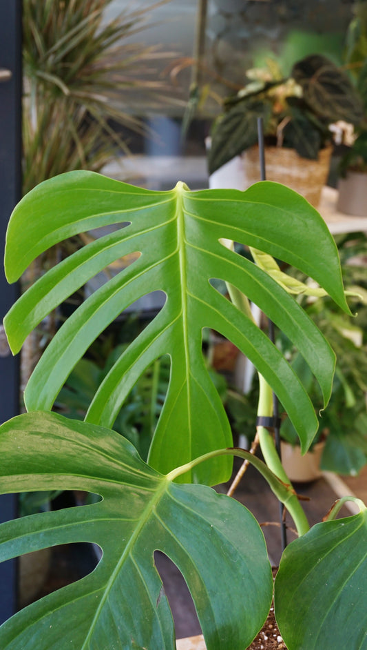Monstera Sierrana Mexican Form studio plantes rares jungle jardinerie strasbourg rare plant shop online pflanzen
