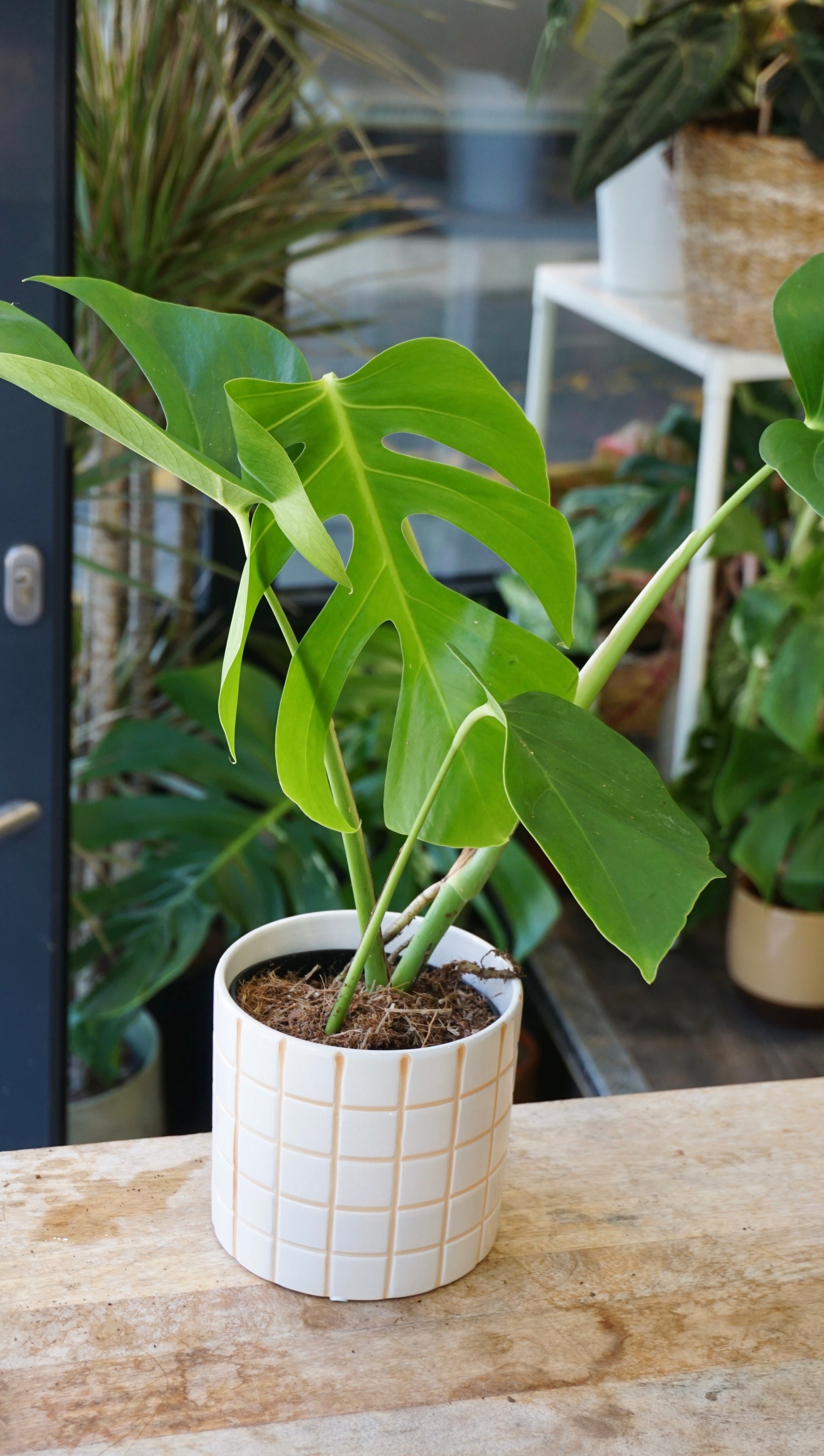 monstera deliciosa hawaii Monstera Sierrana Hawaiian Form | Rare Indoor Plant