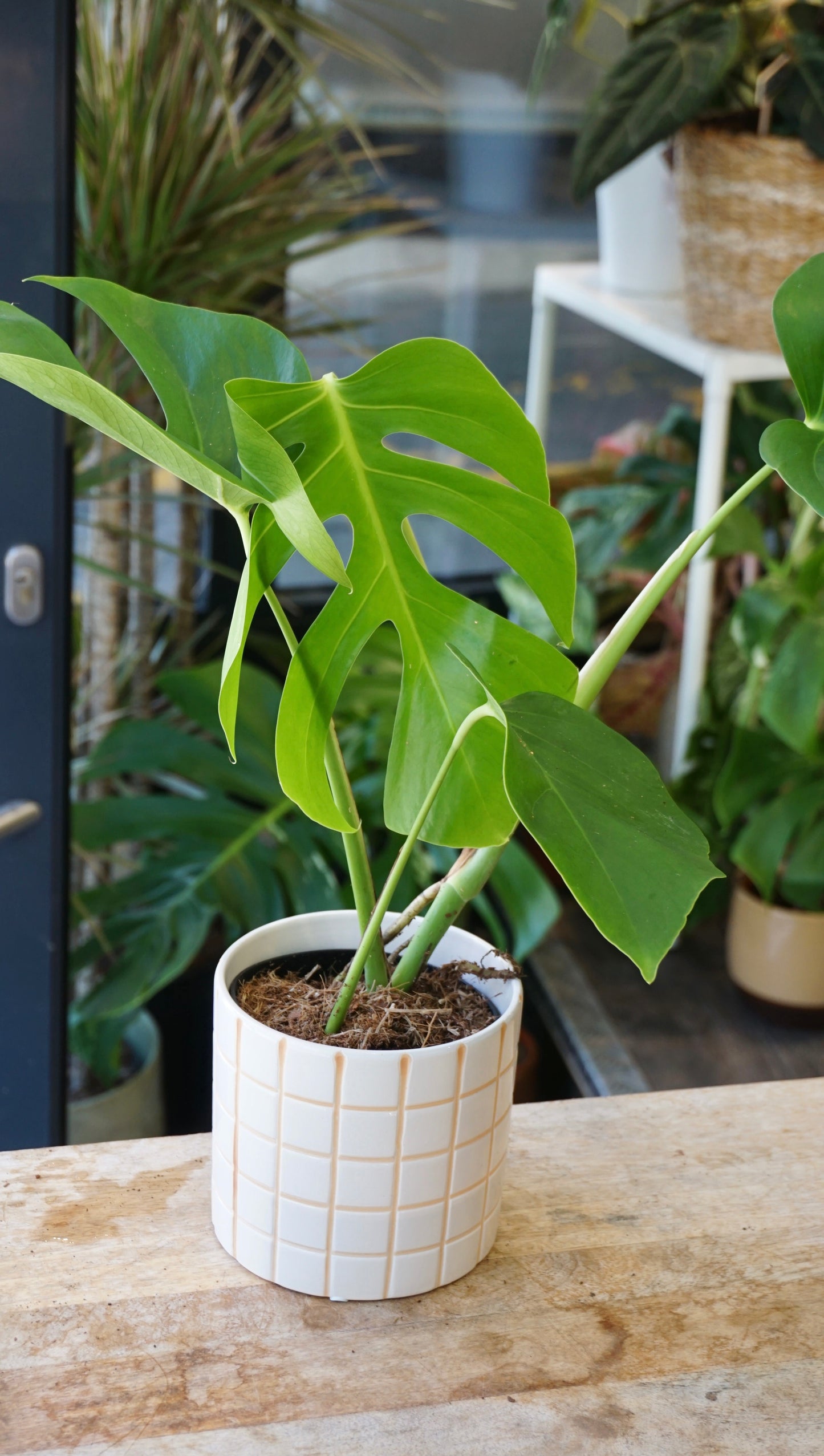 monstera sierrana hawaï form studio plantes rares jungle jardinerie strasbourg rare plant shop online pflanzen