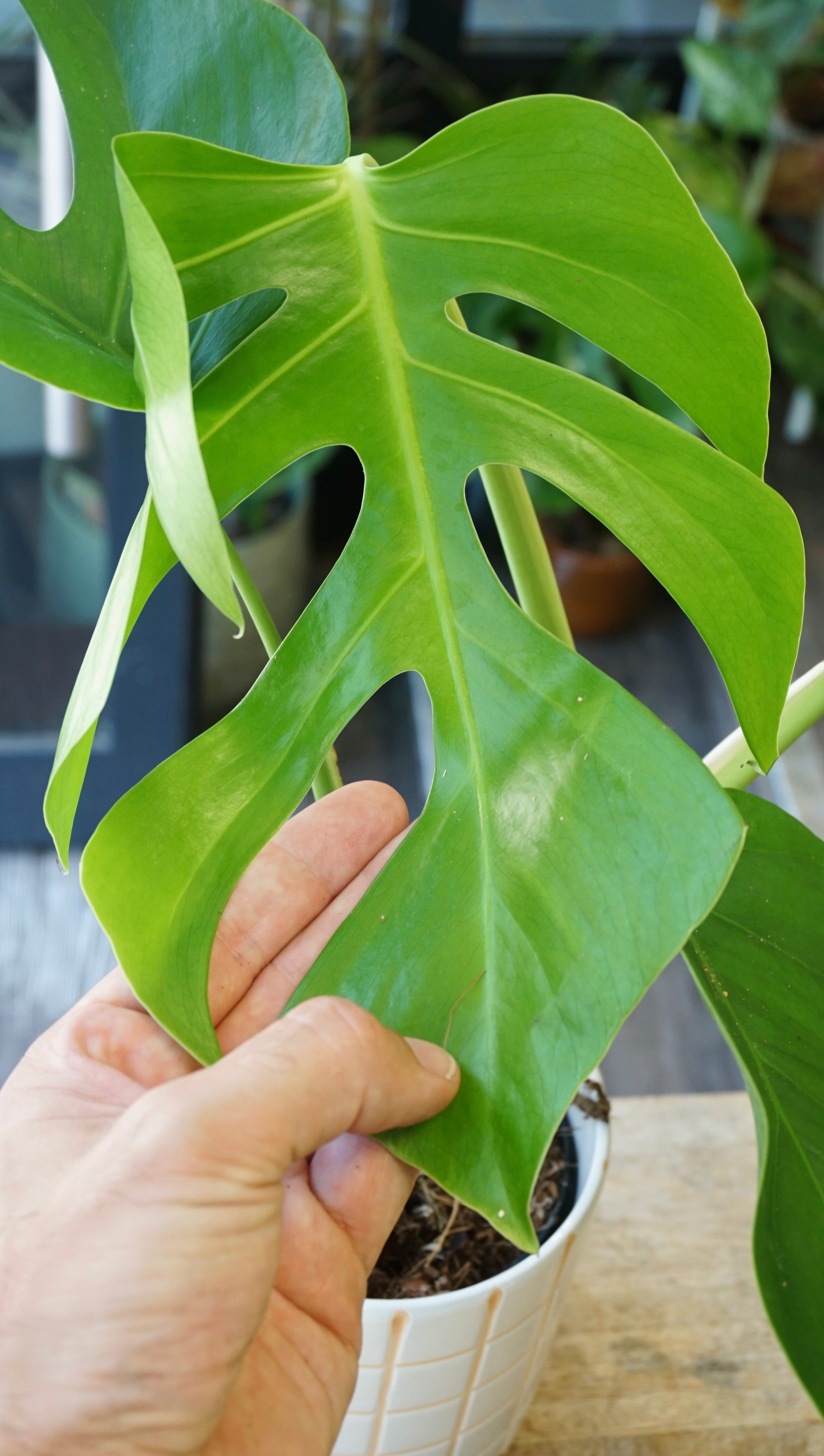 monstera hawaii Monstera Sierrana Hawaiian Form | Rare Indoor Plant