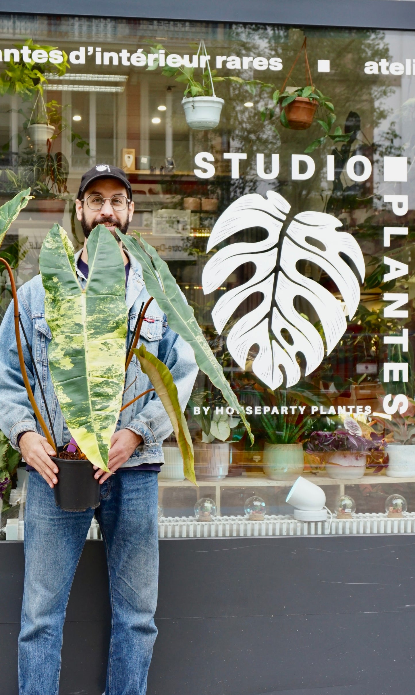 Philodendron Billietiae Variegata XXL