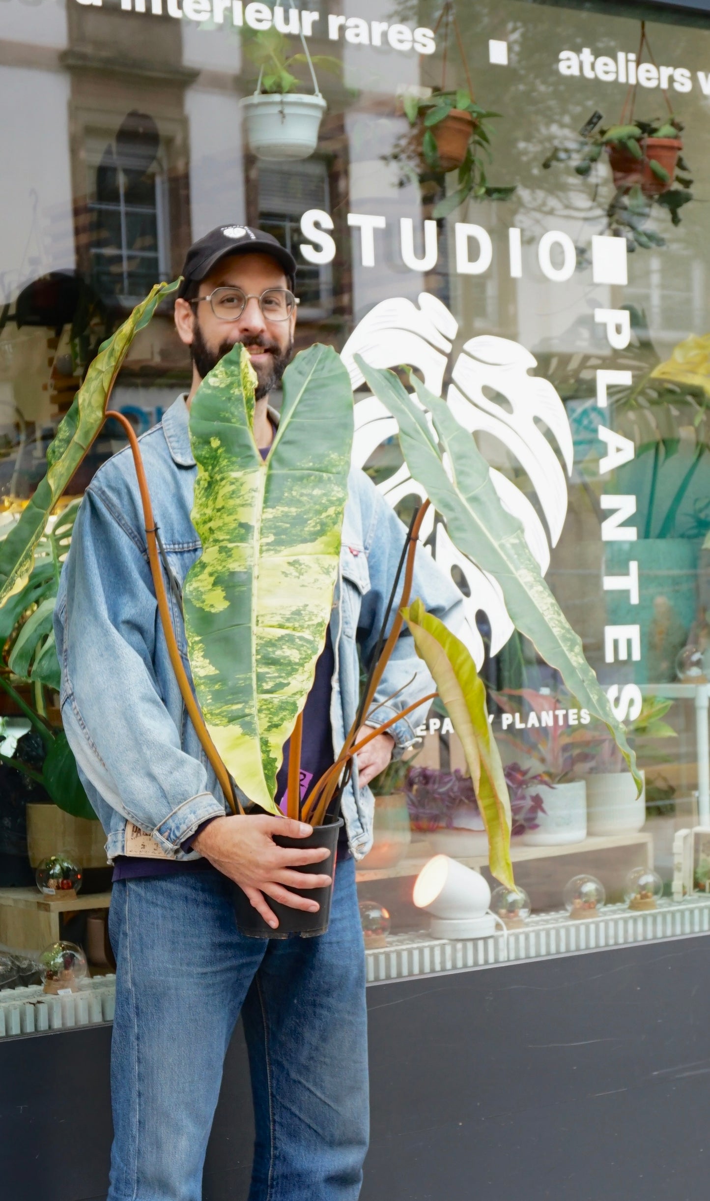 Philodendron Billietiae Variegata XXL