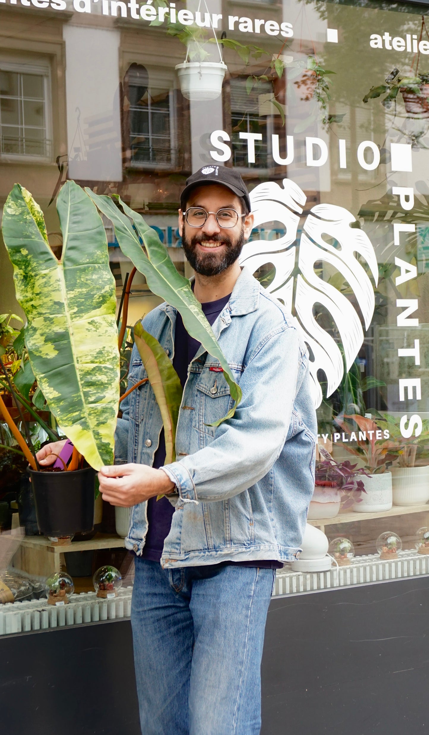 Philodendron Billietiae Variegata XXL