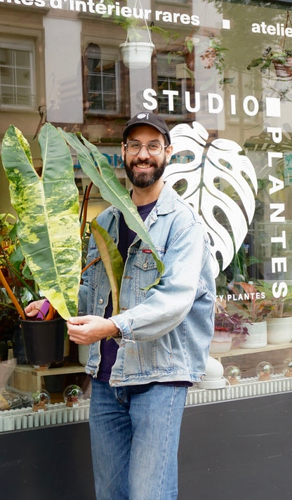 Philodendron Billietiae Variegata XXL