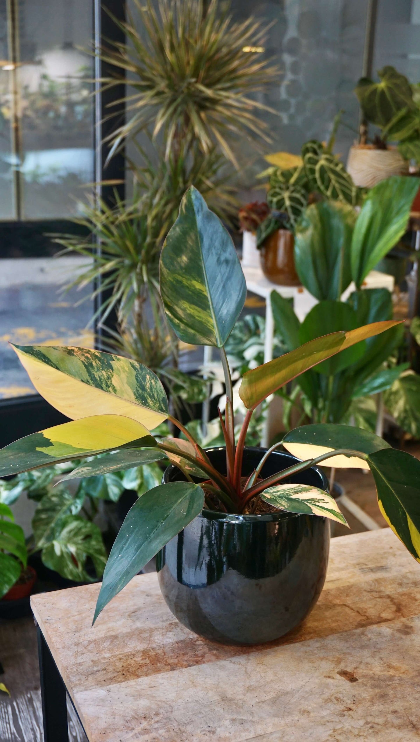 Philodendron Red Congo Variegata studio plantes rares jungle jardinerie strasbourg rare plant shop online pflanzen