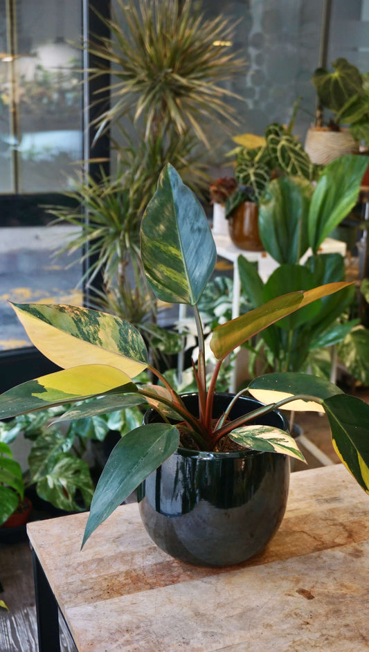 Philodendron Red Congo Variegata studio plantes rares jungle jardinerie strasbourg rare plant shop online pflanzen