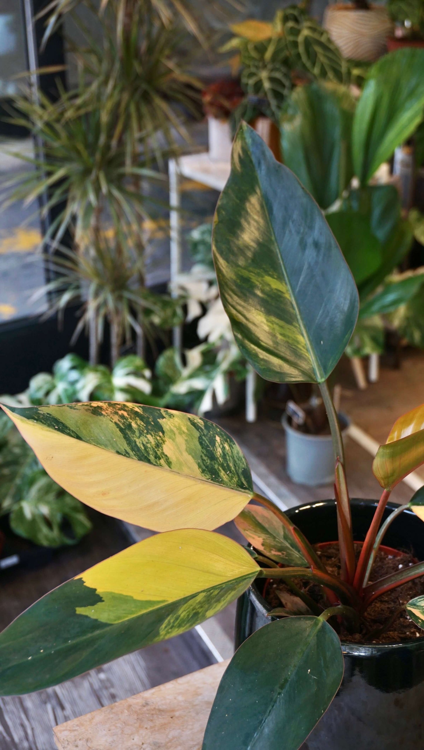 Philodendron Red Congo Variegata studio plantes rares jungle jardinerie strasbourg rare plant shop online pflanzen