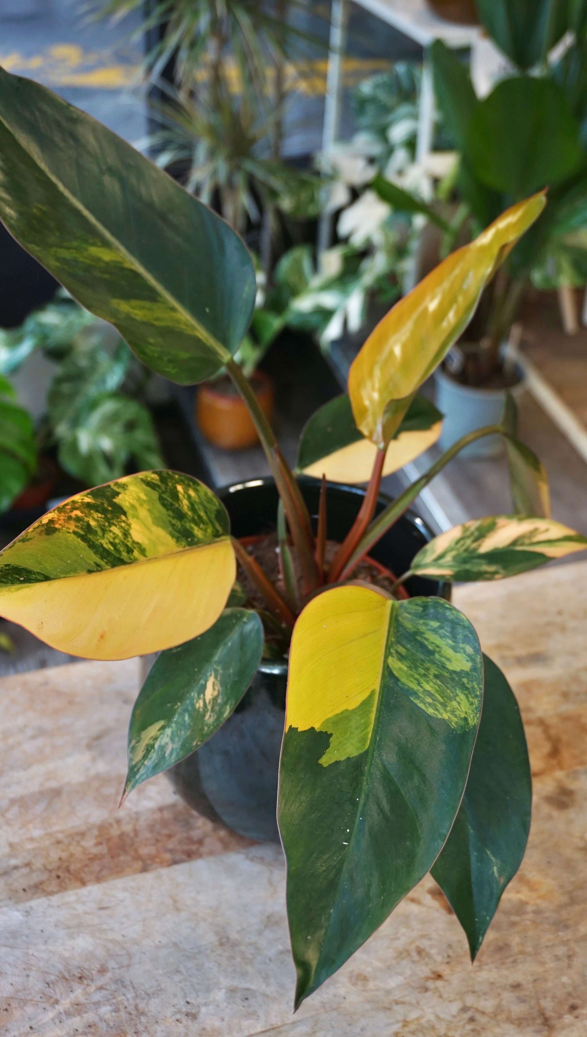 Philodendron Red Congo Variegata studio plantes rares jungle jardinerie strasbourg rare plant shop online pflanzen