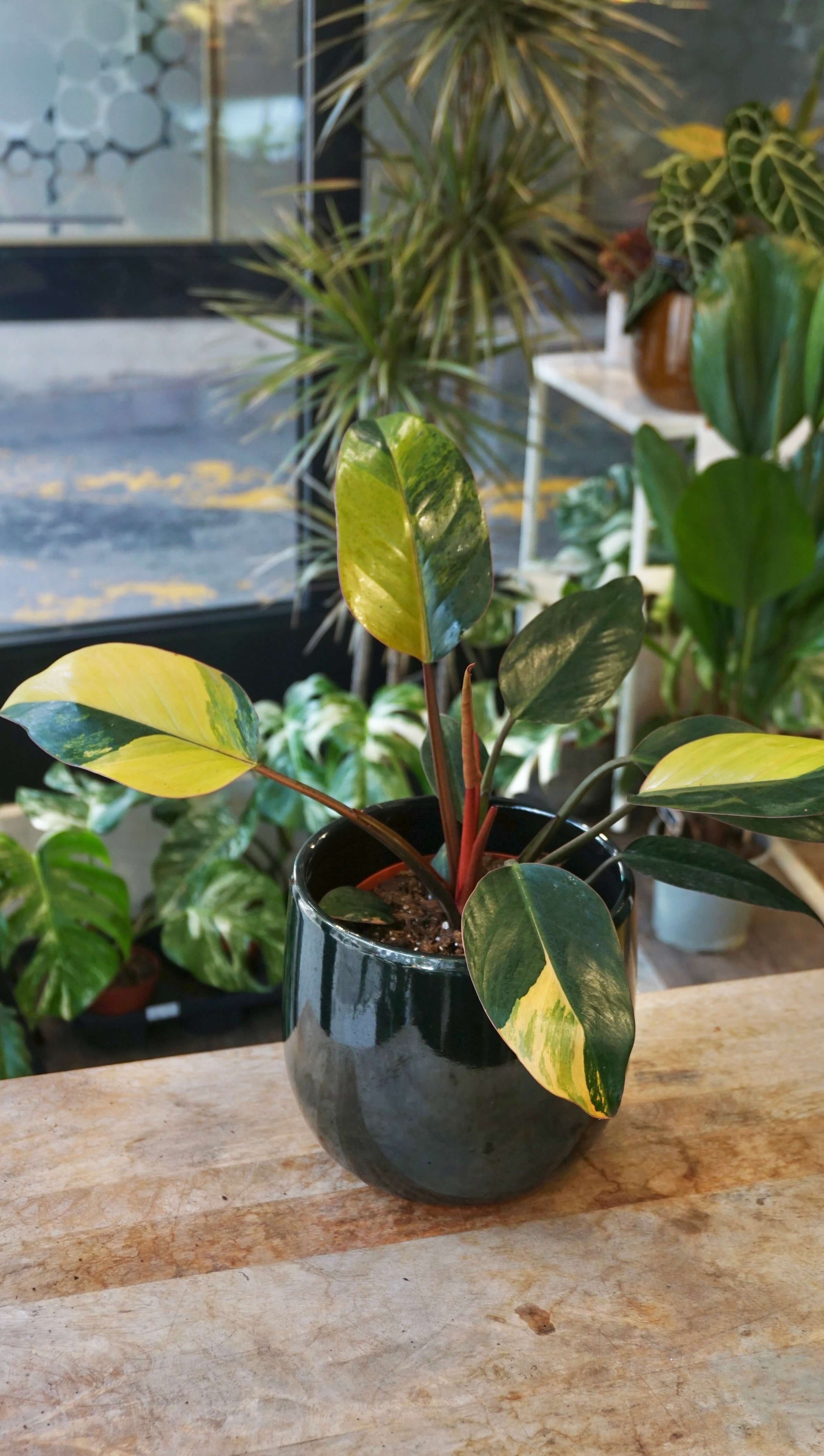 Philodendron Red Congo Variegata studio plantes rares jungle jardinerie strasbourg rare plant shop online pflanzen