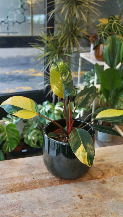 Philodendron Red Congo Variegata studio plantes rares jungle jardinerie strasbourg rare plant shop online pflanzen
