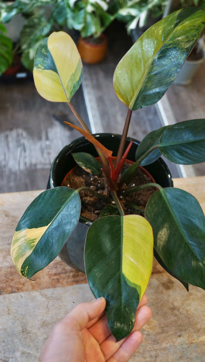 Philodendron Red Congo Variegata studio plantes rares jungle jardinerie strasbourg rare plant shop online pflanzen