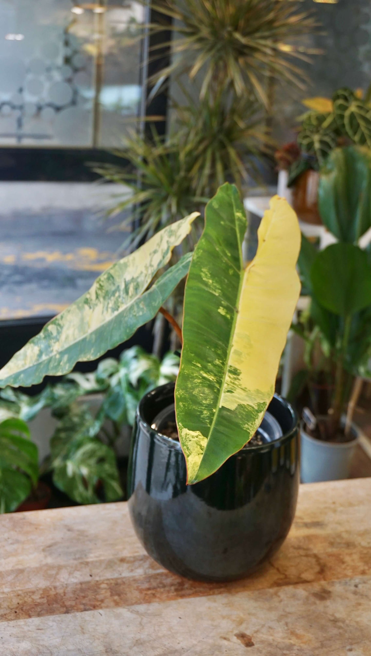 Philodendron Billietiae Variegata studio plantes rares jungle jardinerie strasbourg rare plant shop online pflanzen