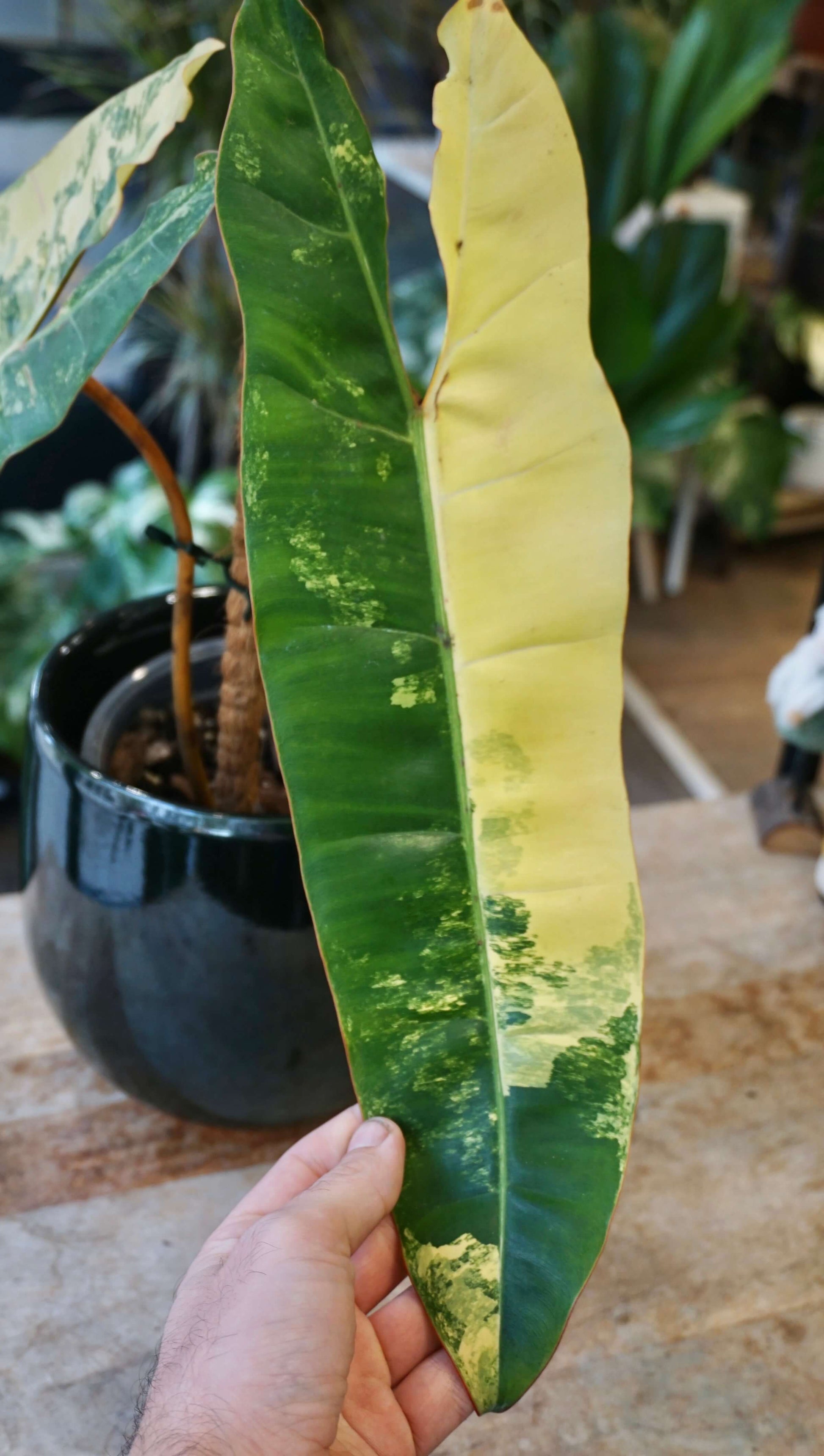 Philodendron Billietiae Variegata studio plantes rares jungle jardinerie strasbourg rare plant shop online pflanzen