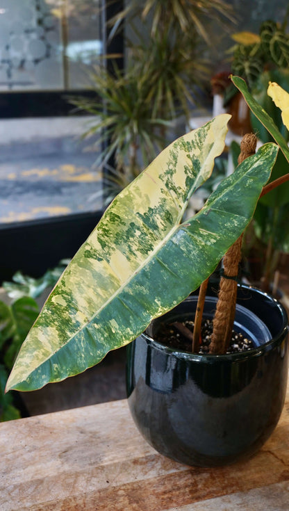 Philodendron Billietiae Variegata studio plantes rares jungle jardinerie strasbourg rare plant shop online pflanzen