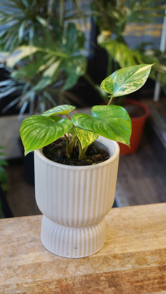 Homalomena rubescens Variegata studio plantes rares jungle jardinerie strasbourg rare plant shop online pflanzen