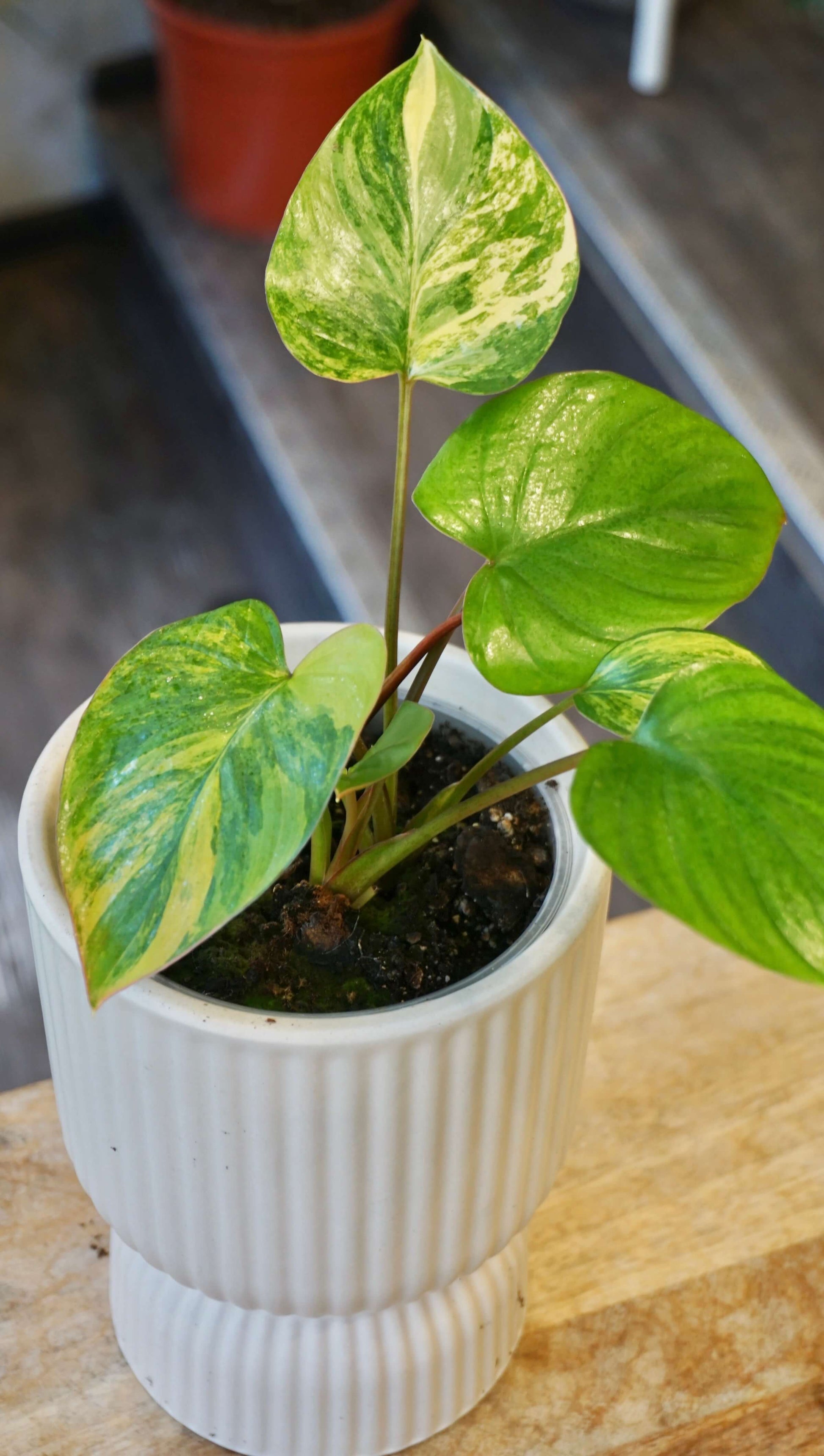 Homalomena rubescens Variegata studio plantes rares jungle jardinerie strasbourg rare plant shop online pflanzen