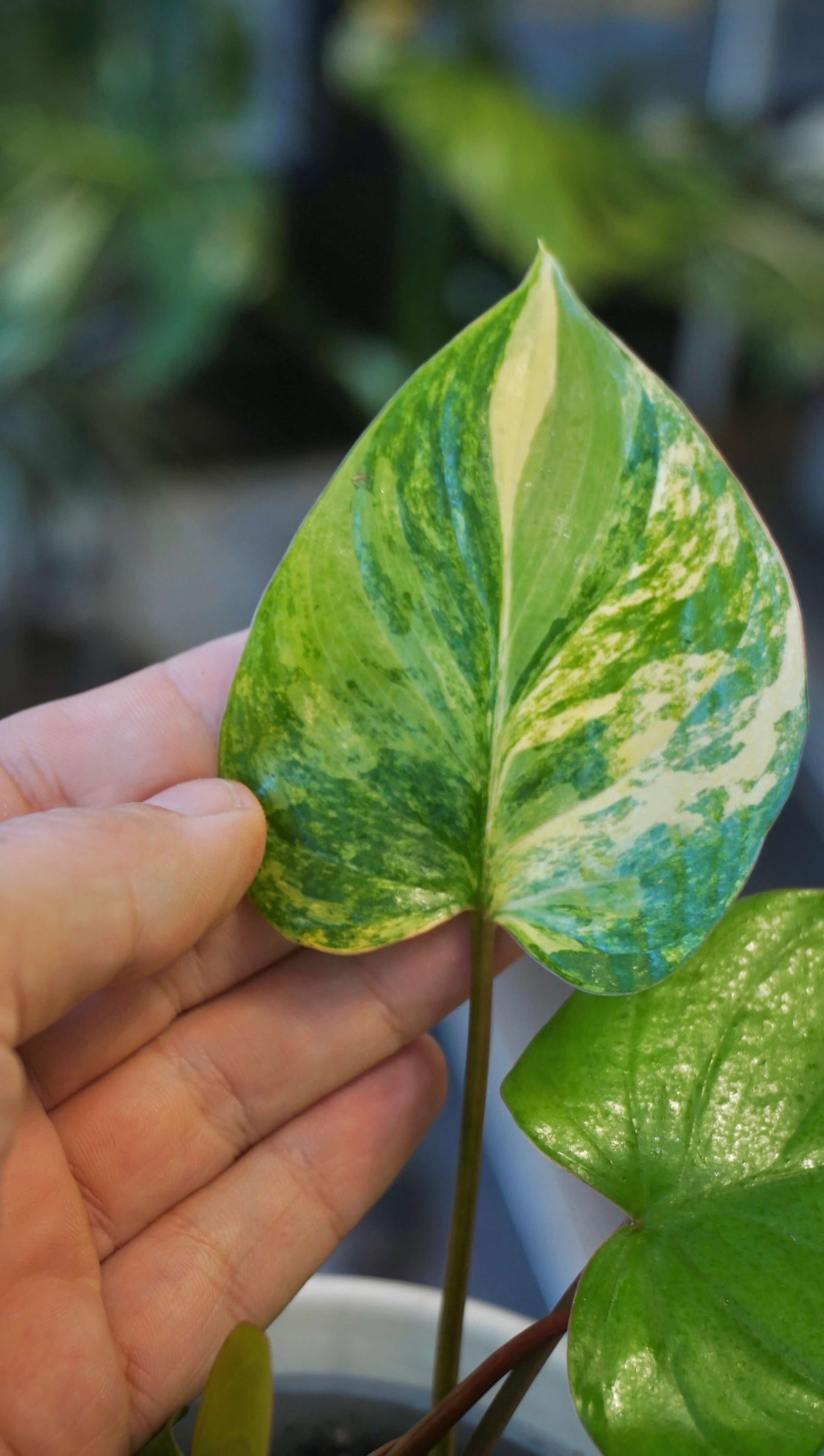 Homalomena rubescens Variegata studio plantes rares jungle jardinerie strasbourg rare plant shop online pflanzen