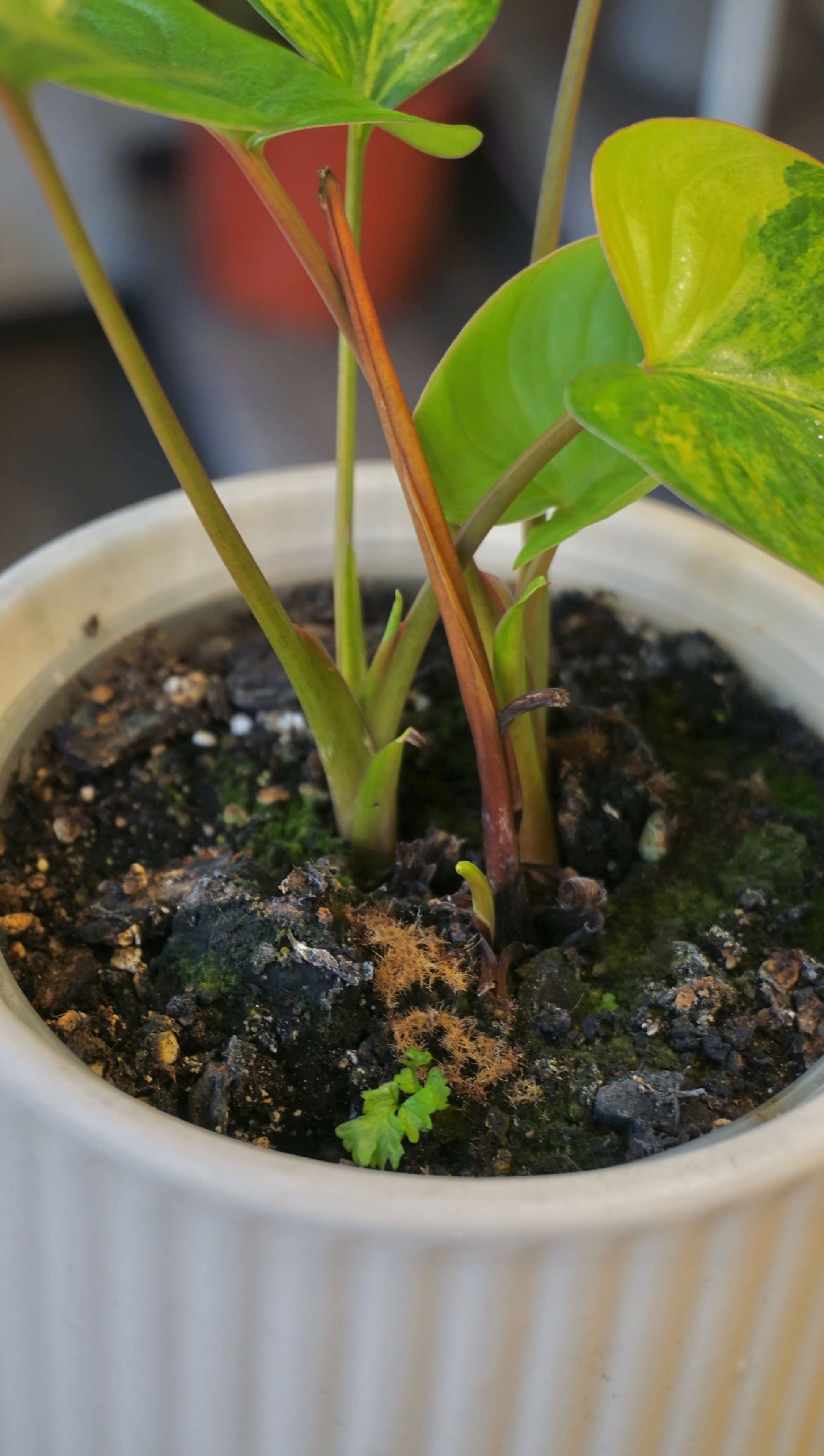 Homalomena rubescens Variegata studio plantes rares jungle jardinerie strasbourg rare plant shop online pflanzen
