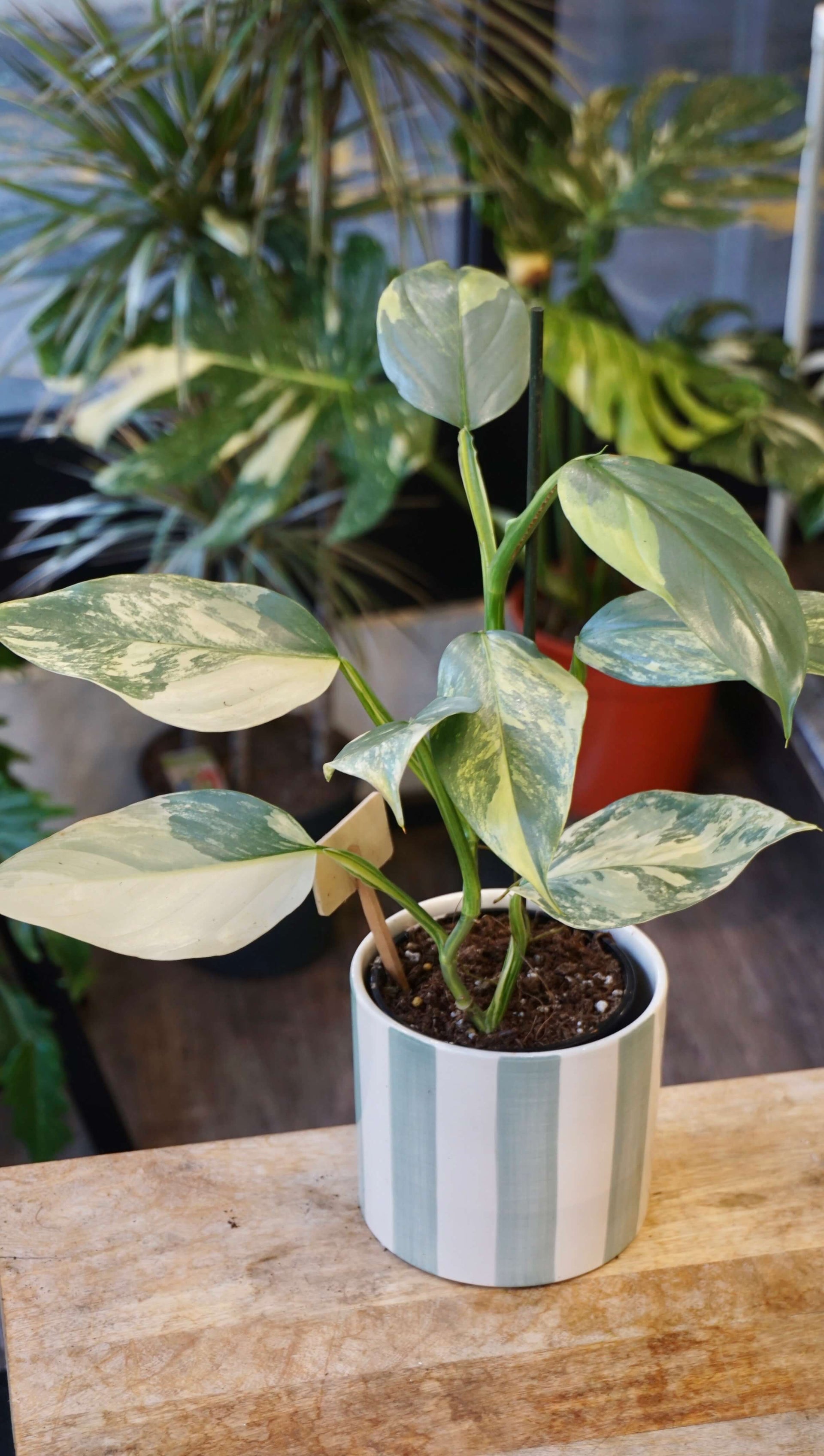 philodendron silver sword variegata Philodendron Silver Sword Variegata – Studio Plantes