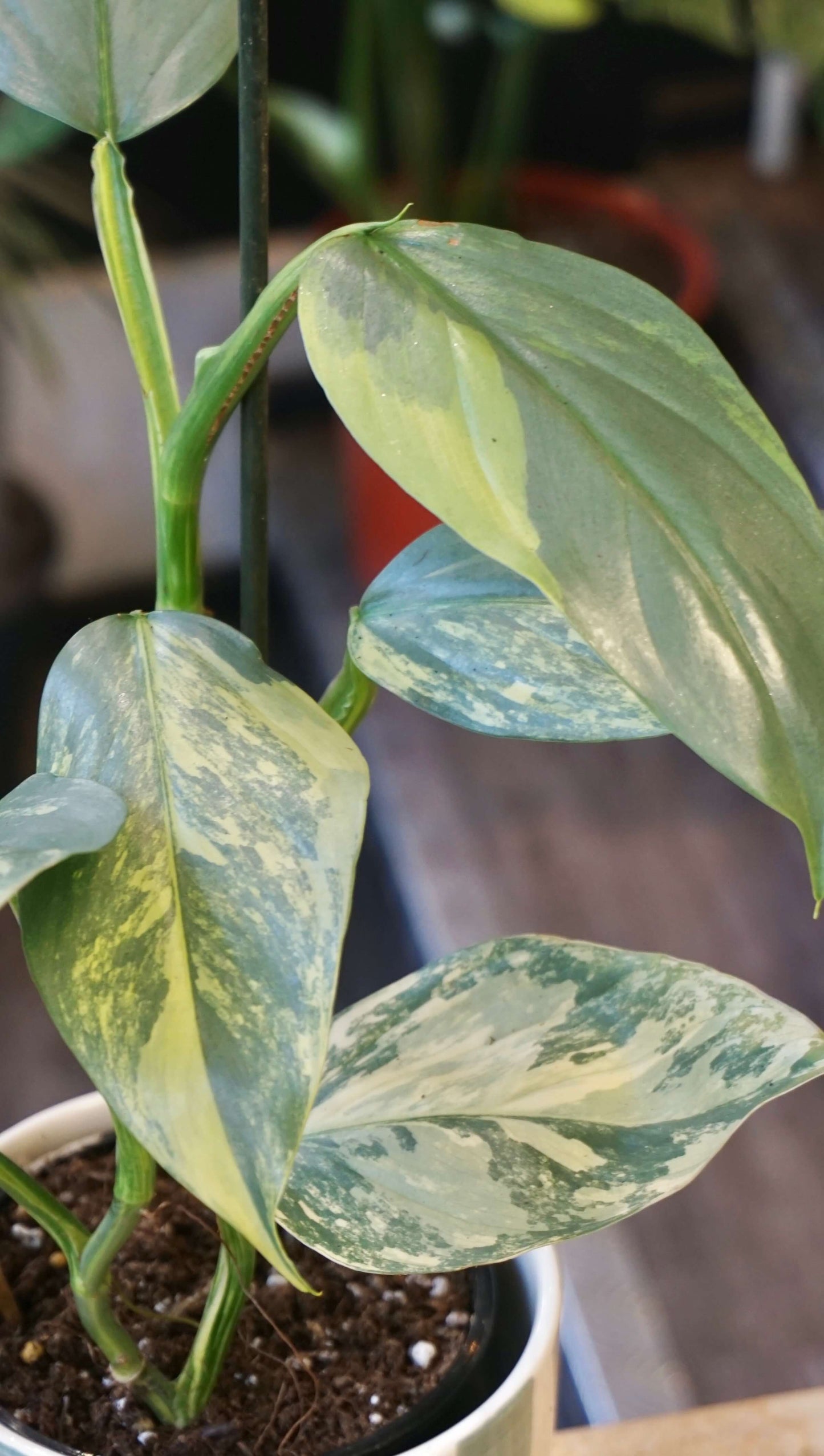 Philodendron Silver Sword Variegata studio plantes rares jungle jardinerie strasbourg rare plant shop online pflanzen