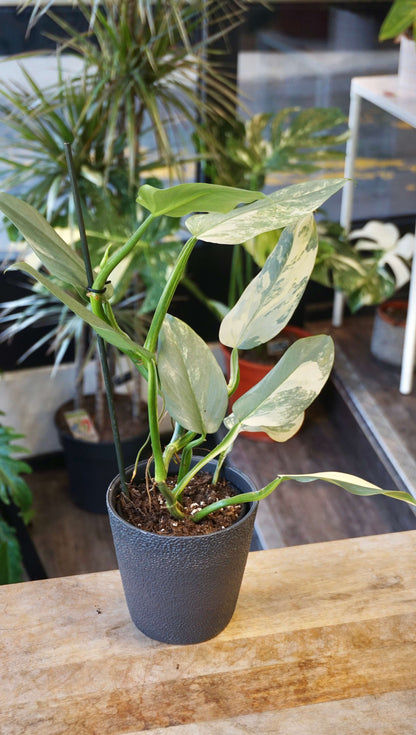 Philodendron Silver Sword Variegata studio plantes rares jungle jardinerie strasbourg rare plant shop online pflanzen