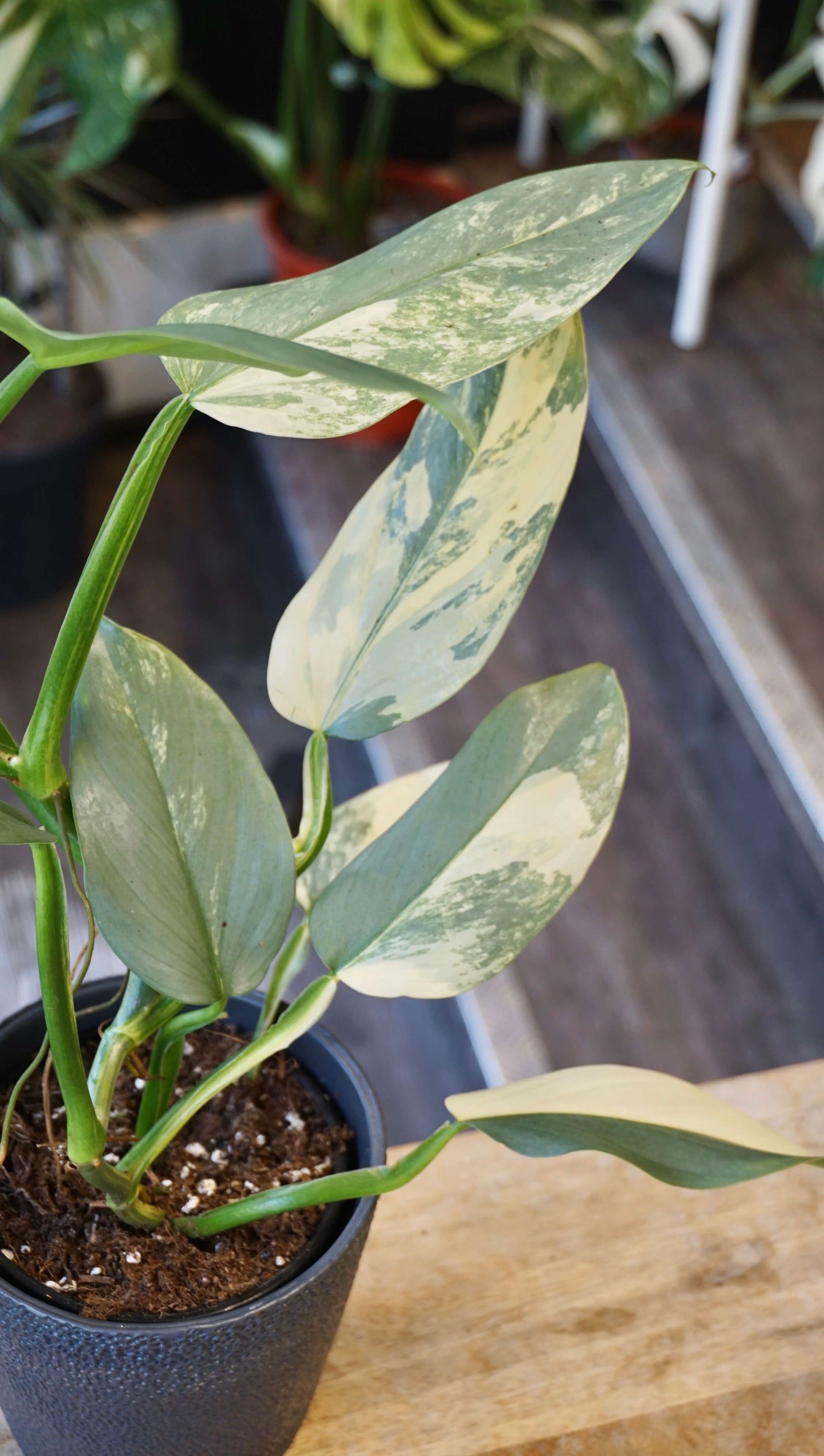 Philodendron Silver Sword Variegata studio plantes rares jungle jardinerie strasbourg rare plant shop online pflanzen