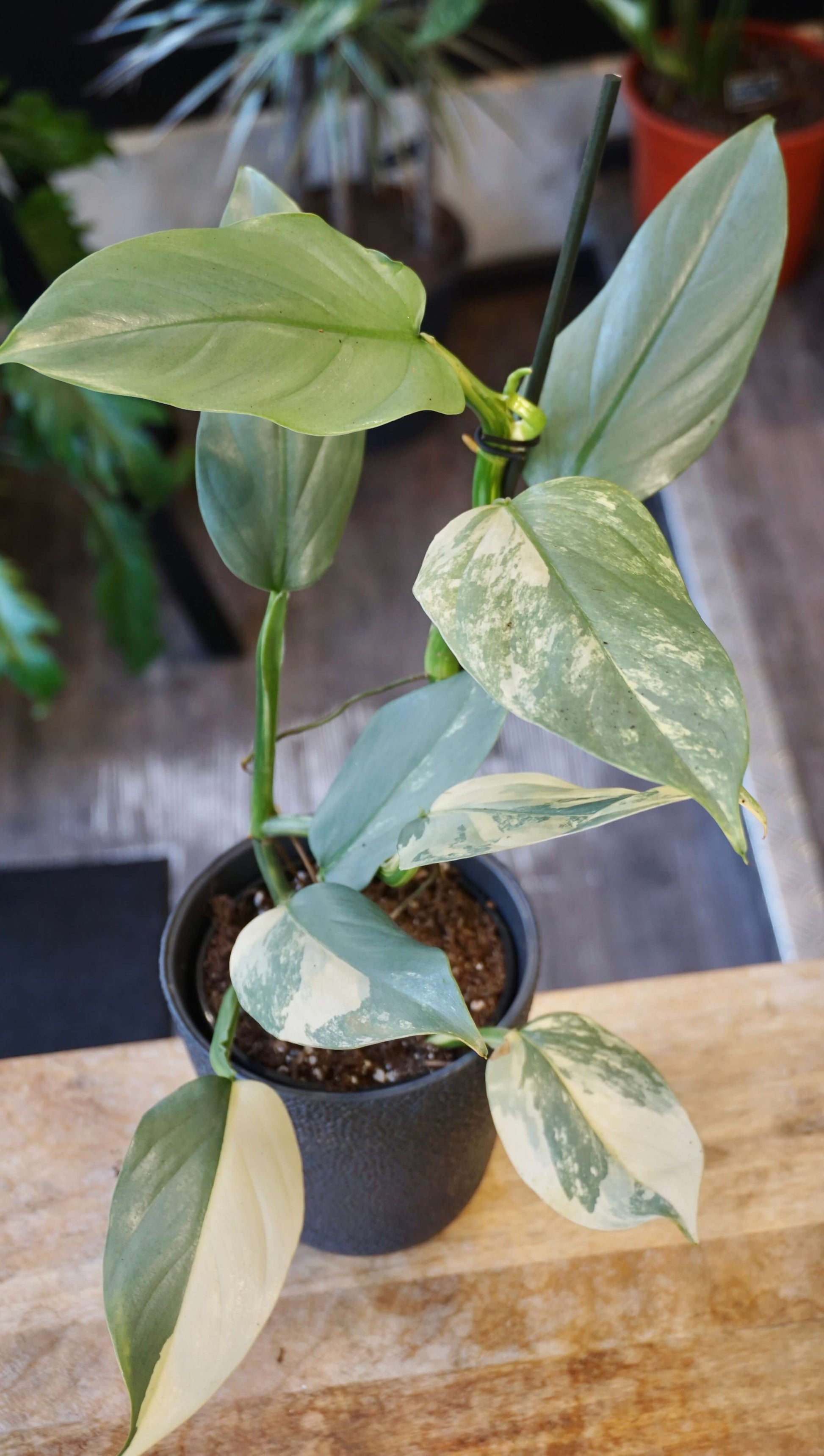 philodendron silver sword rare Philodendron Silver Sword Variegata – Studio Plantes