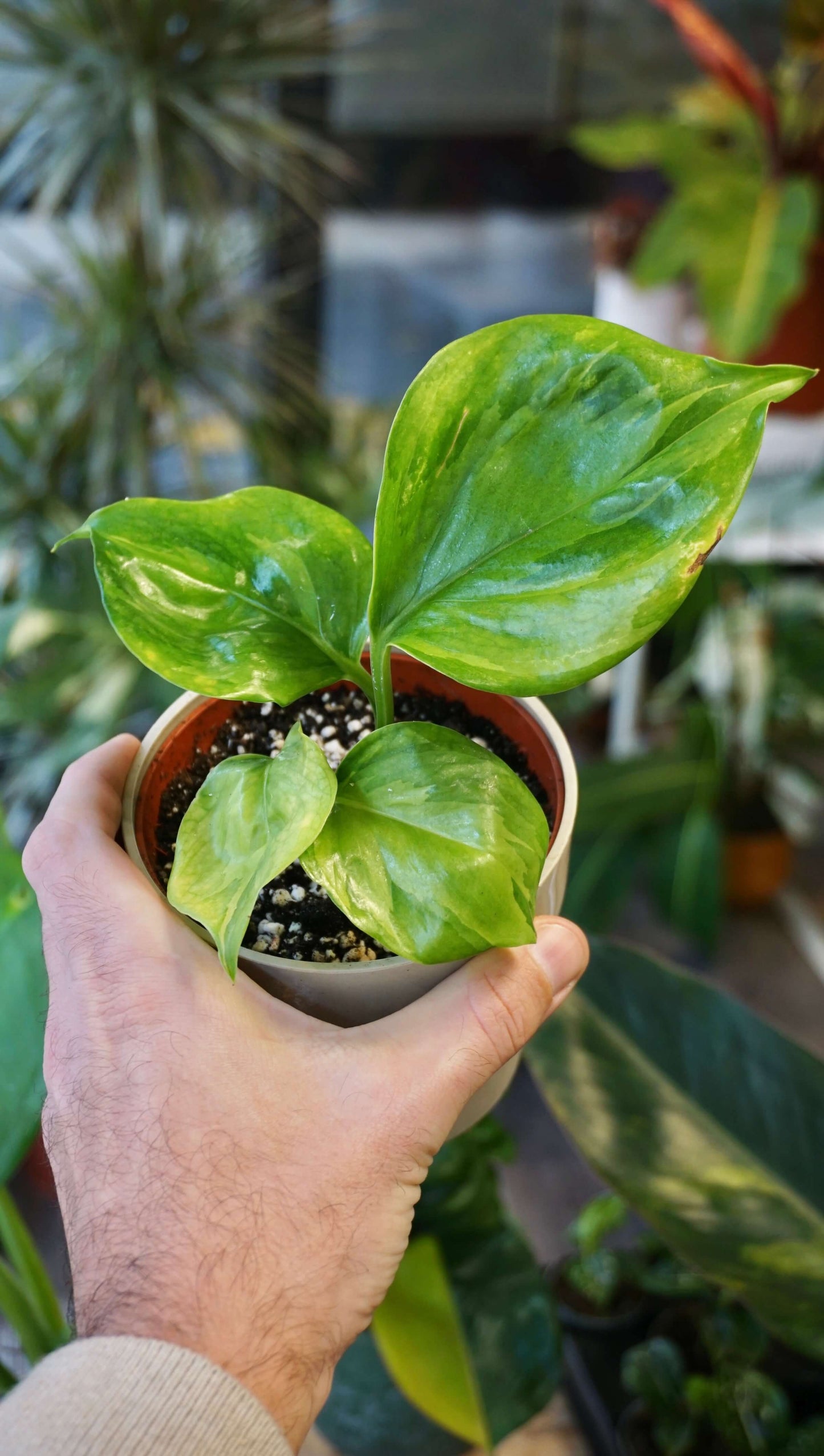 Epipremnum Manjula Gold Studio Plantes rares jungle jardinerie strasbourg rare plant shop online pflanzen