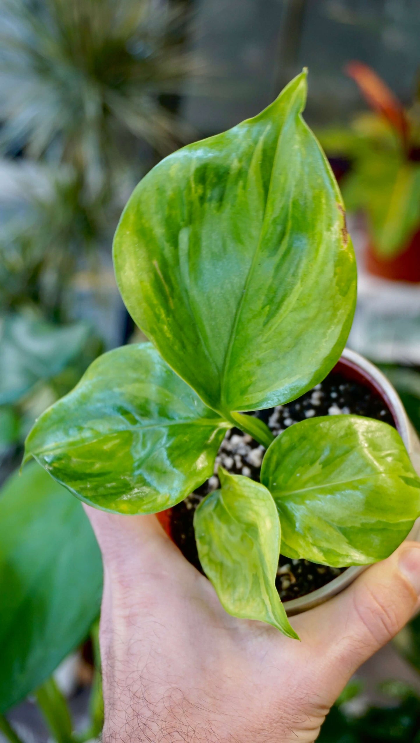 Epipremnum Manjula Gold Studio Plantes rares jungle jardinerie strasbourg rare plant shop online pflanzen