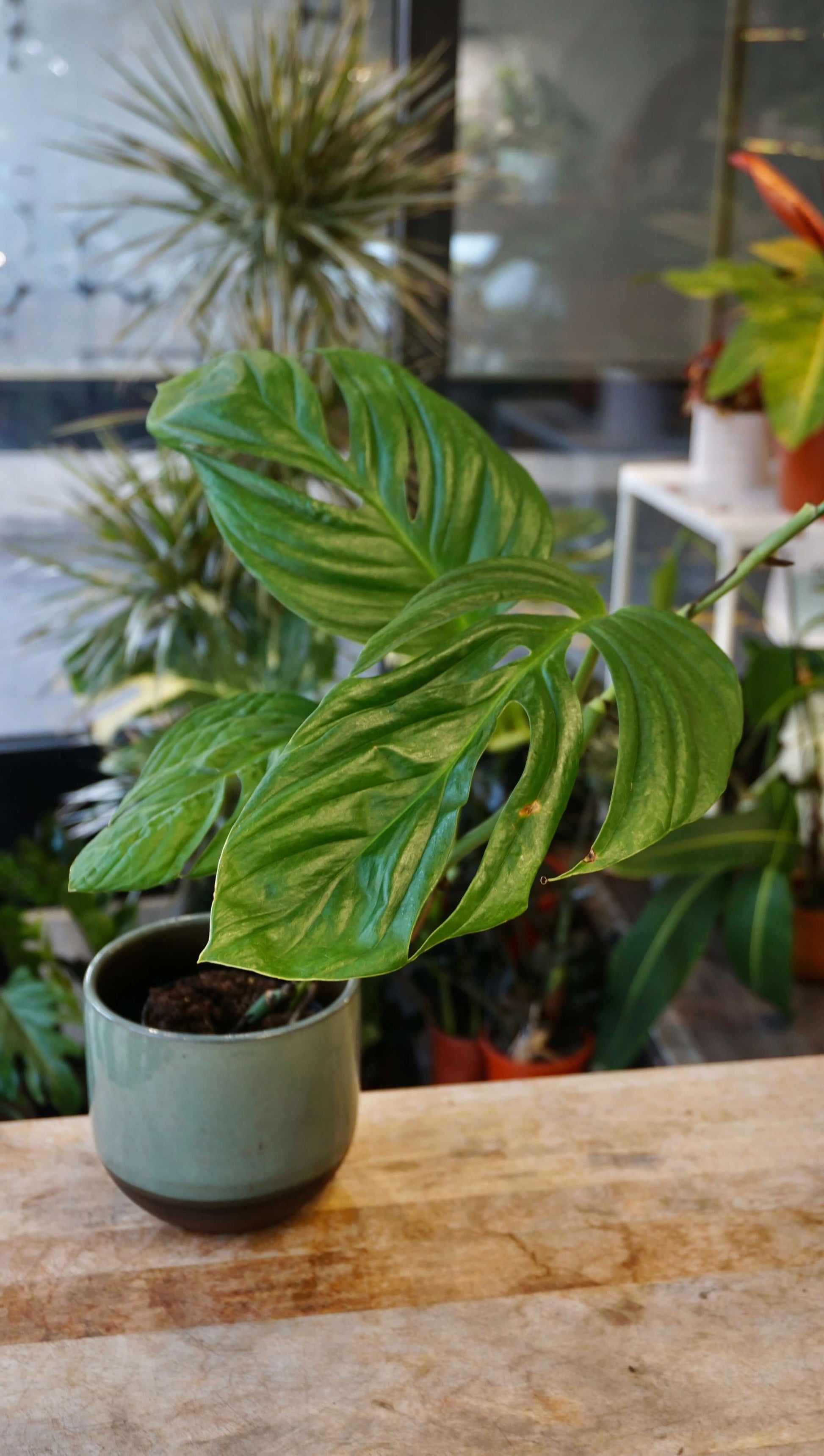 plantes vertes monstera Monstera Radicans | Plante rare d'Intérieur