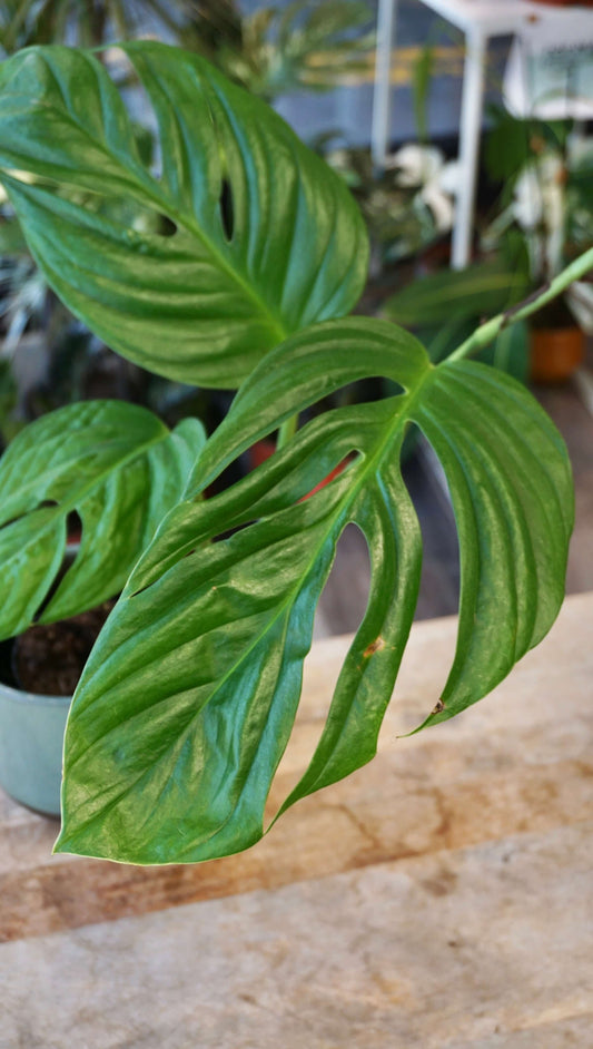 Monstera Radicans