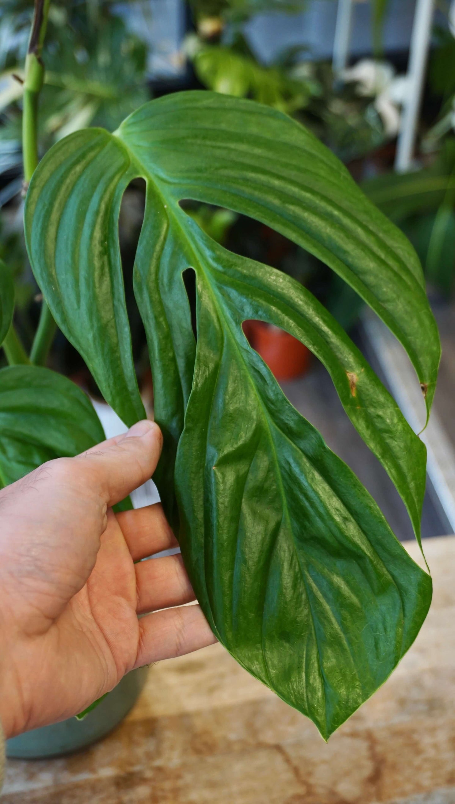 Monstera Radicans