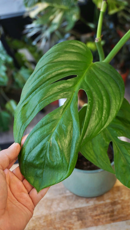 Monstera Radicans