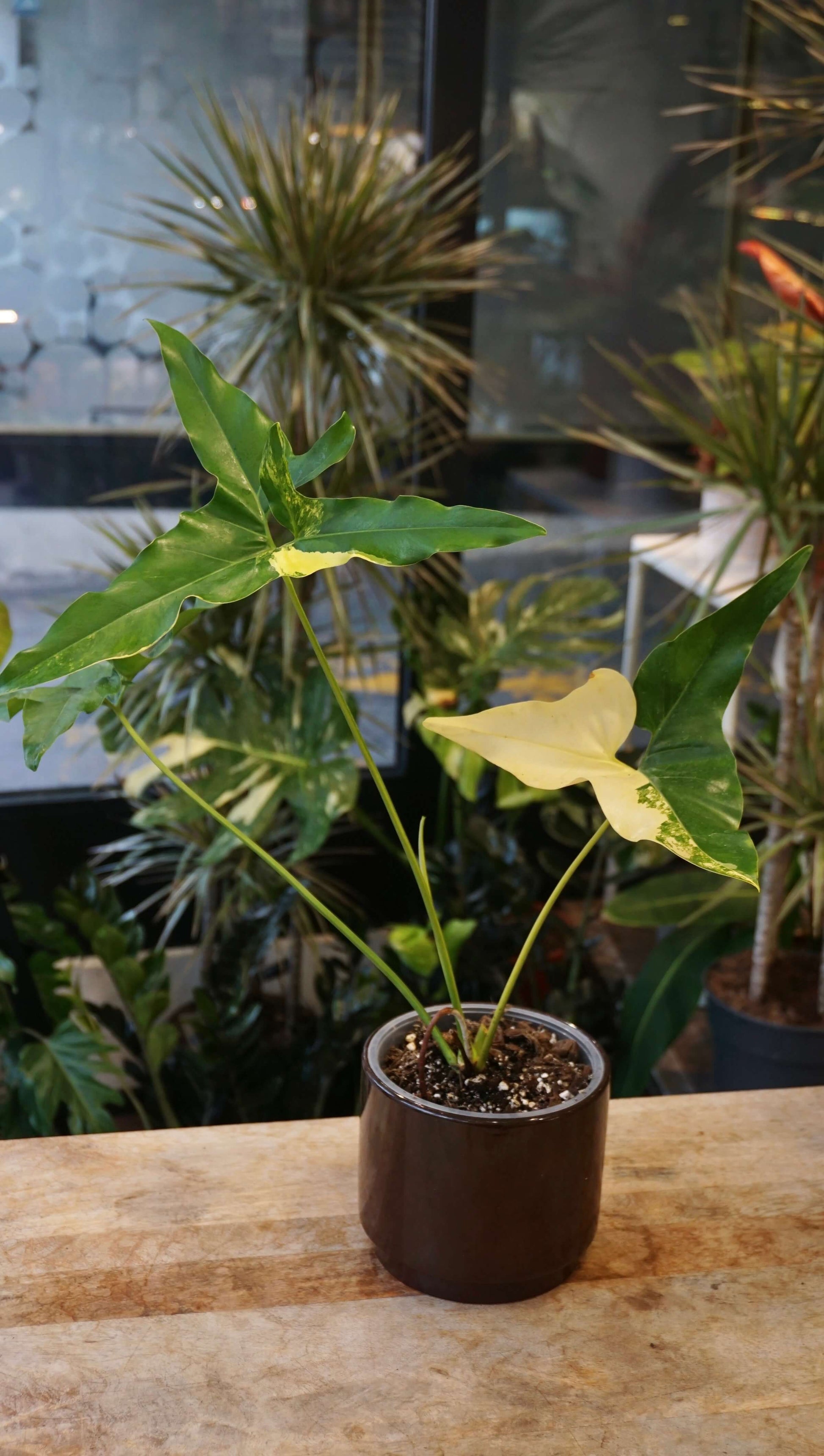 Philodendron Williamsii Variegata studio plantes rares jungle jardinerie strasbourg rare plant shop online pflanzen