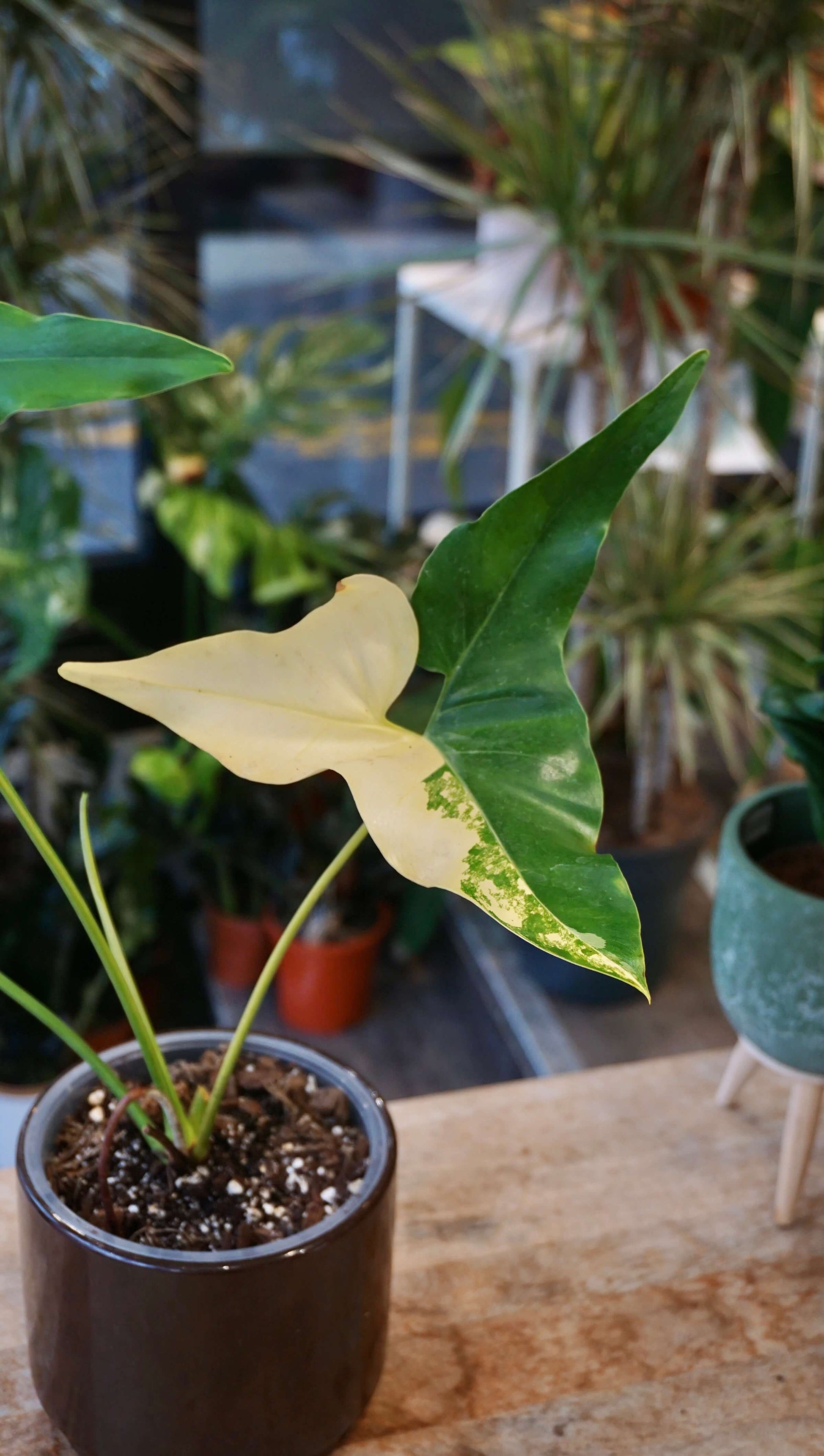 Philodendron Williamsii Variegata studio plantes rares jungle jardinerie strasbourg rare plant shop online pflanzen