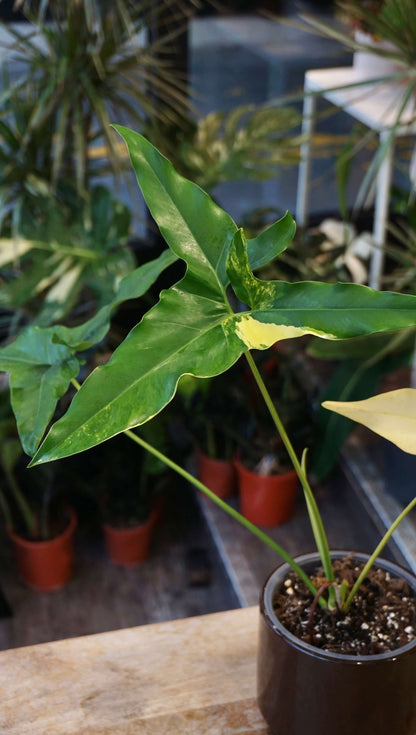 Philodendron Williamsii Variegata studio plantes rares jungle jardinerie strasbourg rare plant shop online pflanzen