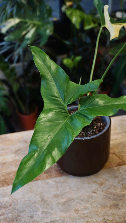 Philodendron Williamsii Variegata studio plantes rares jungle jardinerie strasbourg rare plant shop online pflanzen