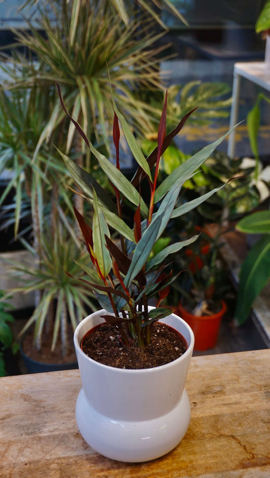 Alpinia Silver studio plantes rares jungle jardinerie strasbourg rare plant shop online pflanzen