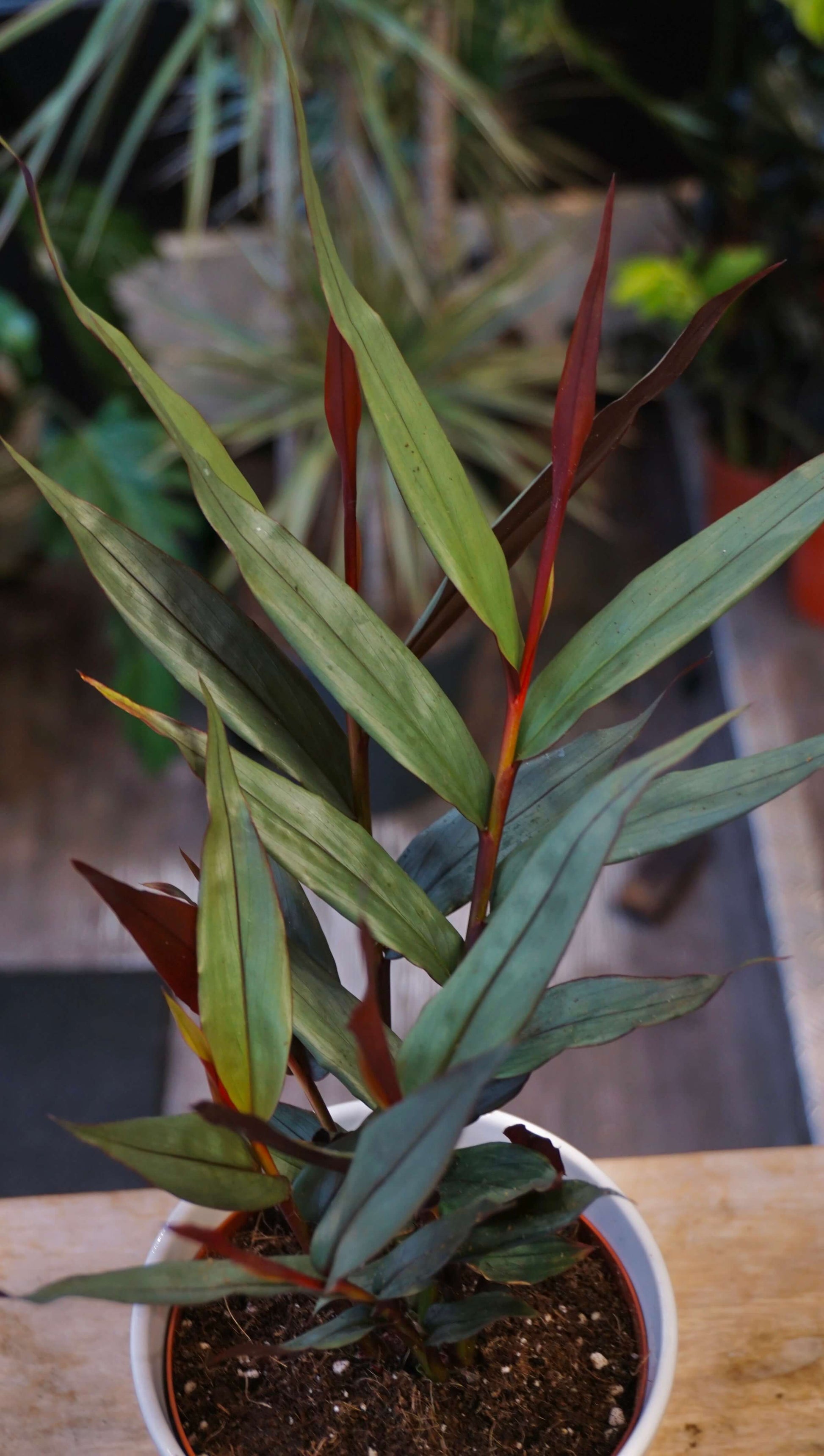 Alpinia Silver studio plantes rares jungle jardinerie strasbourg rare plant shop online pflanzen