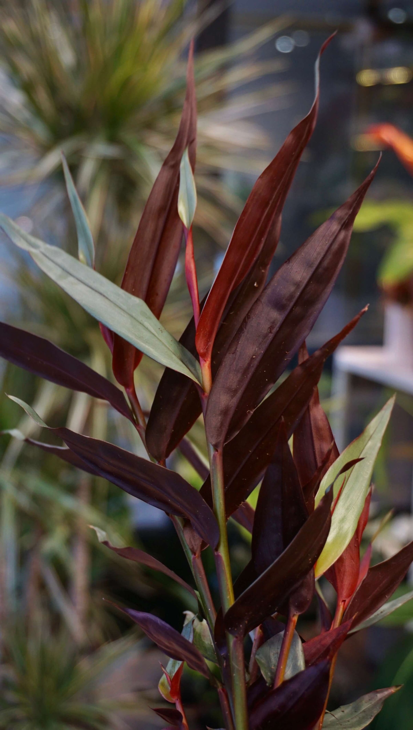 Alpinia Silver studio plantes rares jungle jardinerie strasbourg rare plant shop online pflanzen