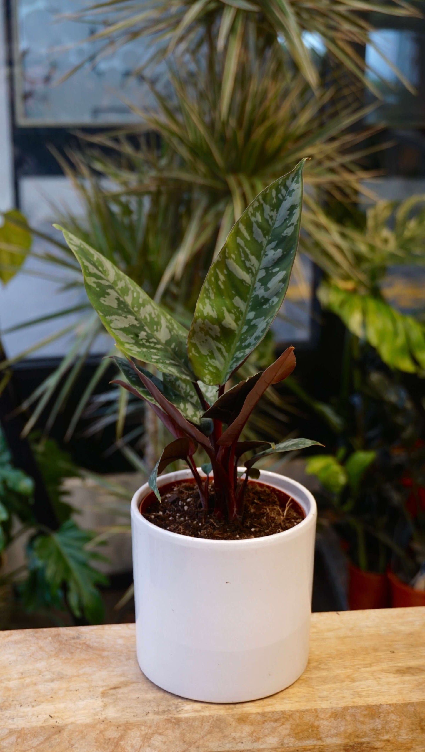 Abopallis Acuminatissima studio plantes rares jungle jardinerie strasbourg rare plant shop online pflanzen