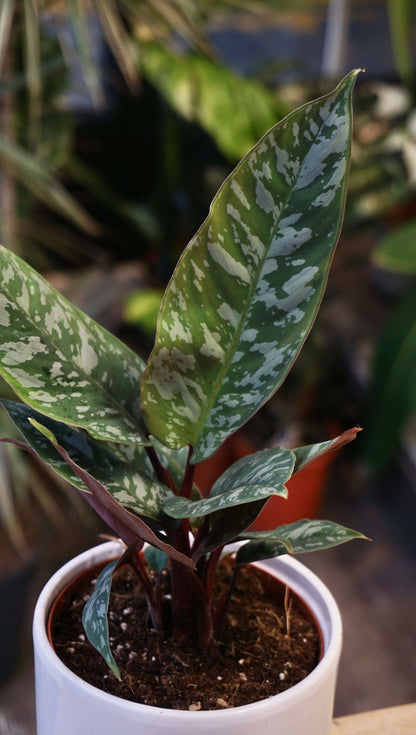 Abopallis Acuminatissima studio plantes rares jungle jardinerie strasbourg rare plant shop online pflanzen