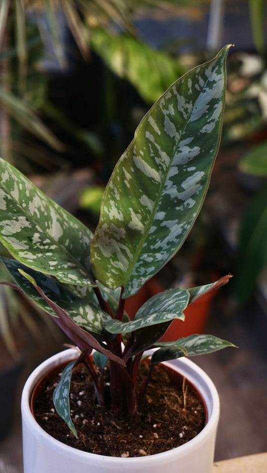 Abopallis Acuminatissima studio plantes rares jungle jardinerie strasbourg rare plant shop online pflanzen