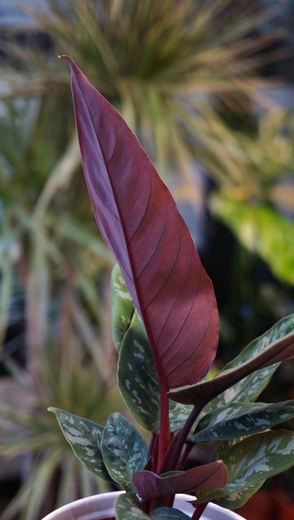 Abopallis Acuminatissima studio plantes rares jungle jardinerie strasbourg rare plant shop online pflanzen