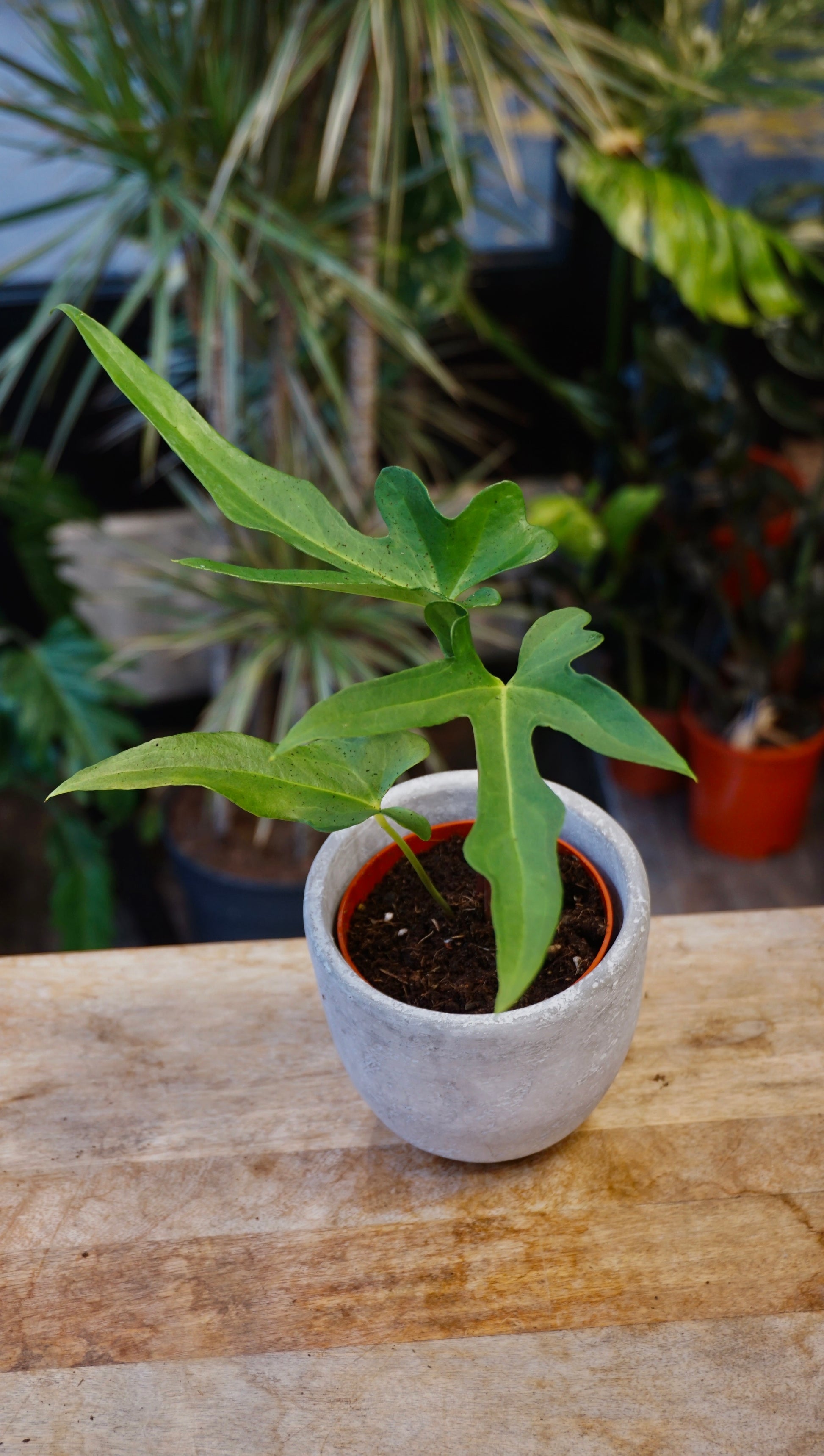 Anthurium Podophyllum studio plantes rares jungle jardinerie strasbourg rare plant shop online pflanzen