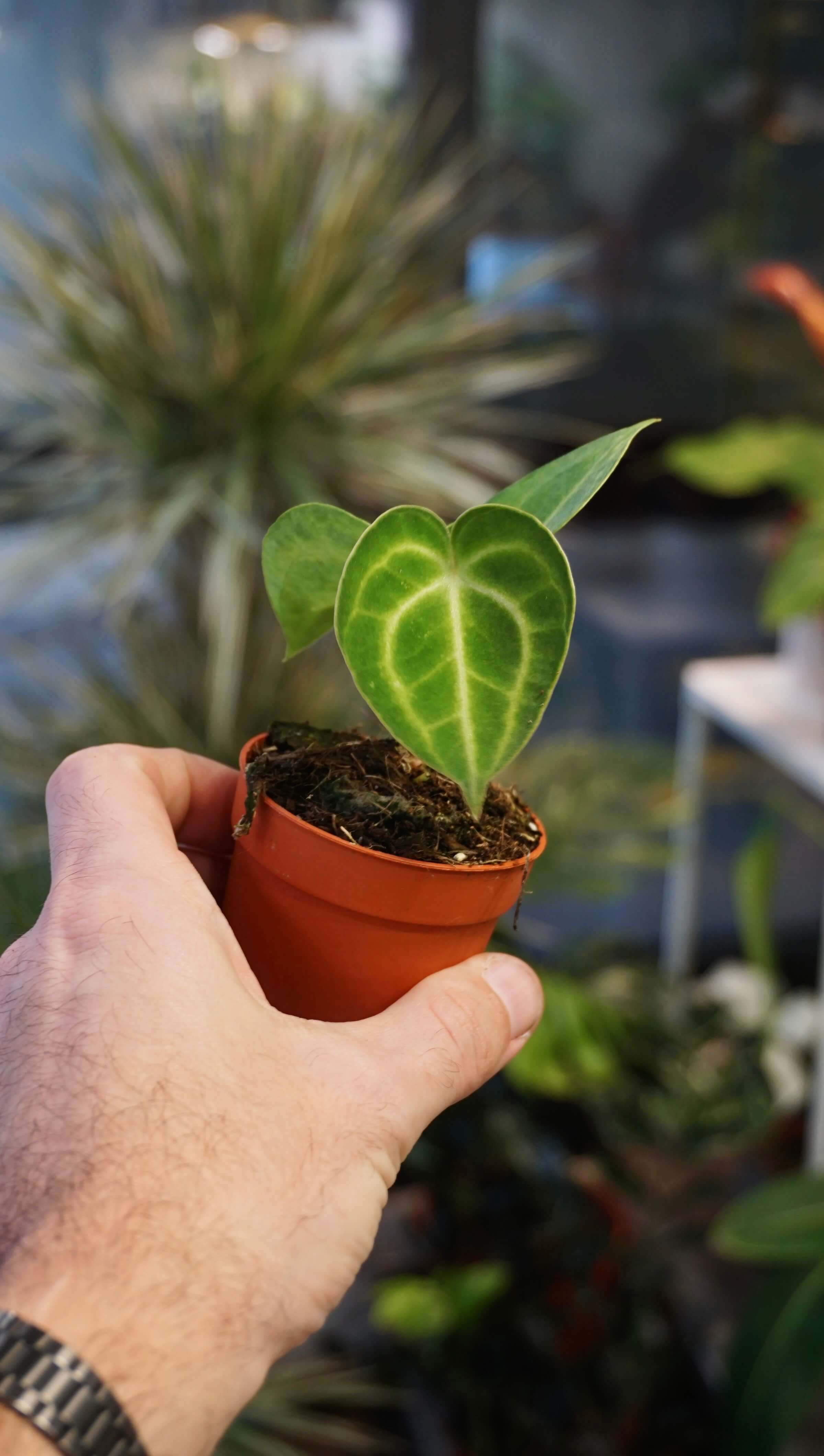 Anthurium King Of Clarinervium - Studio Plantes